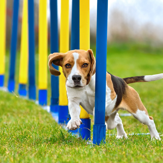 Salud Canina y Condición Física