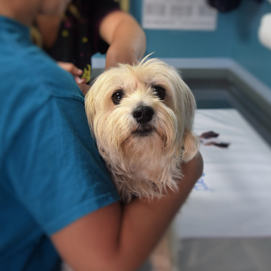 Prevención de Enfermedades en Perros y la Importancia de las Visitas al Veterinario