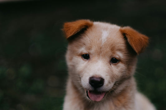 Adopta, no compres.