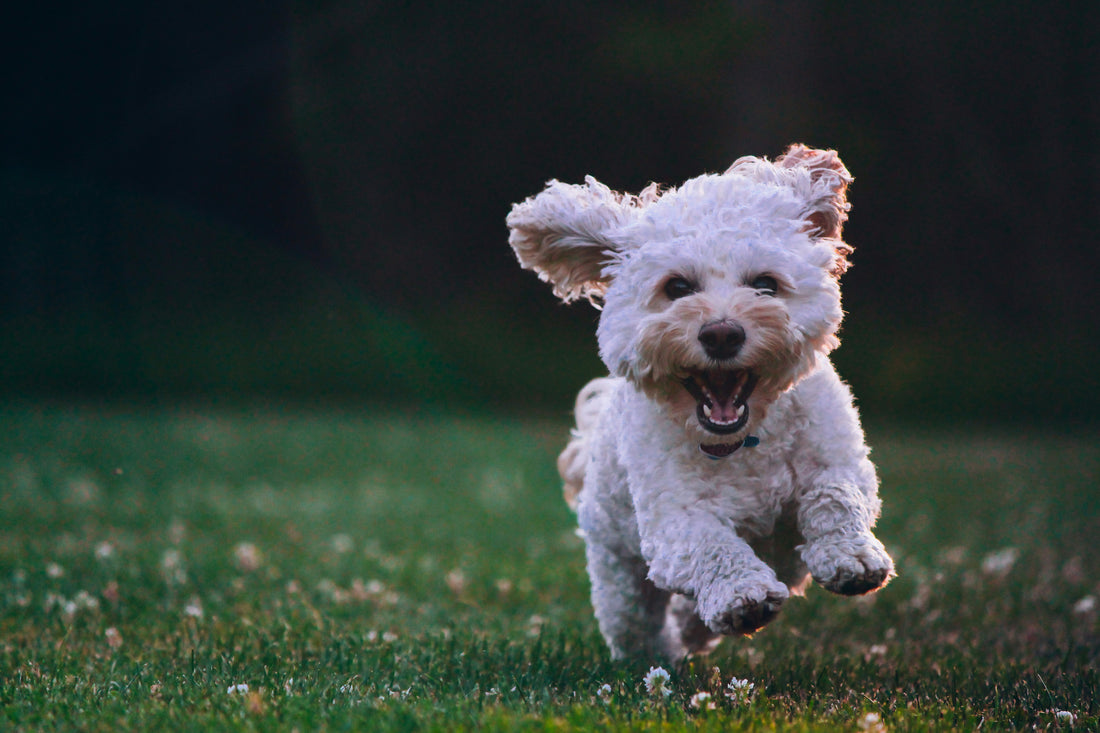 Alimentación para perros, comida esencial para una larga vida.